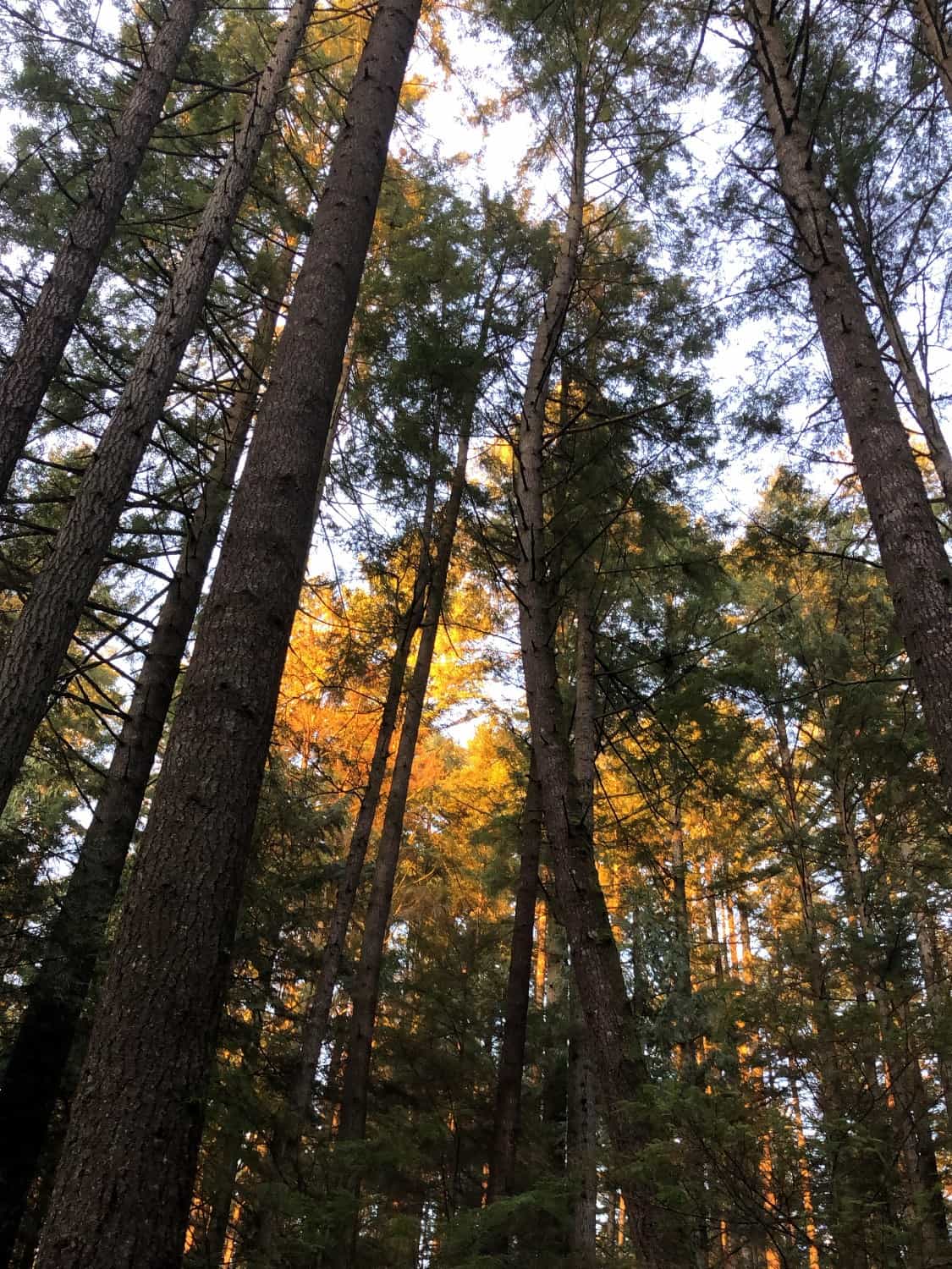 forest trees in the sunlight 