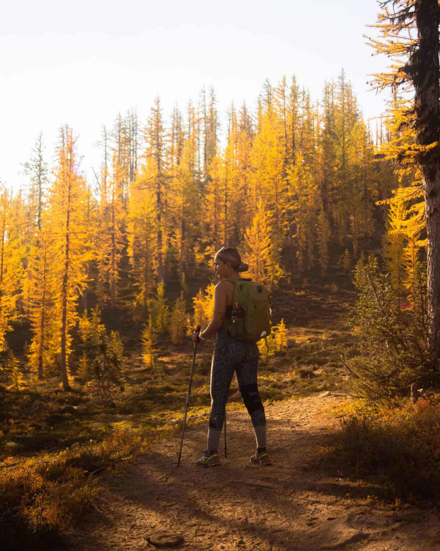 larches in manning park bc