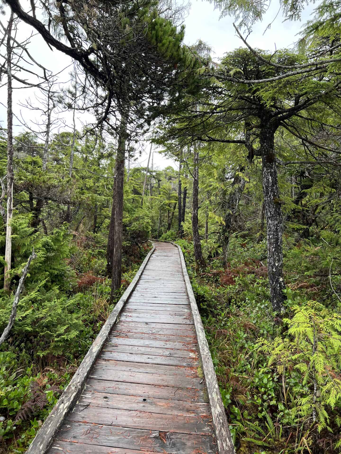 forest walk in tofino 