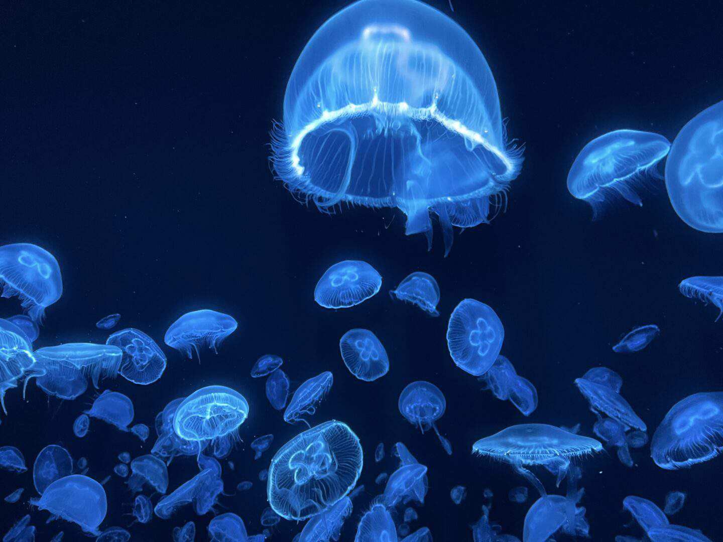 Jellyfish on 18K LED screen inside the sphere in las vegas 