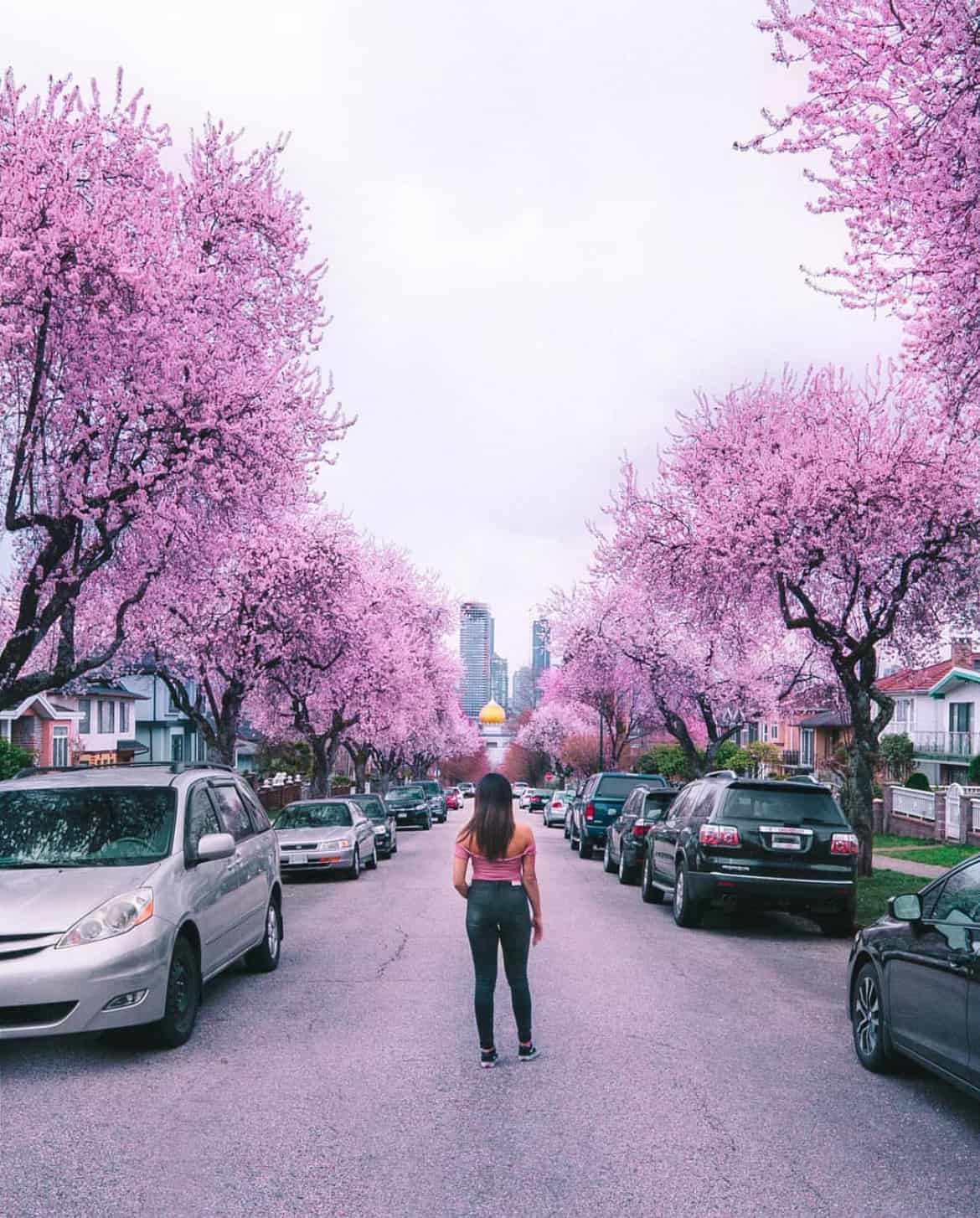 Cherry blossoms lined up on the street with a view of Akali Singh Temple and a girl wearing pink