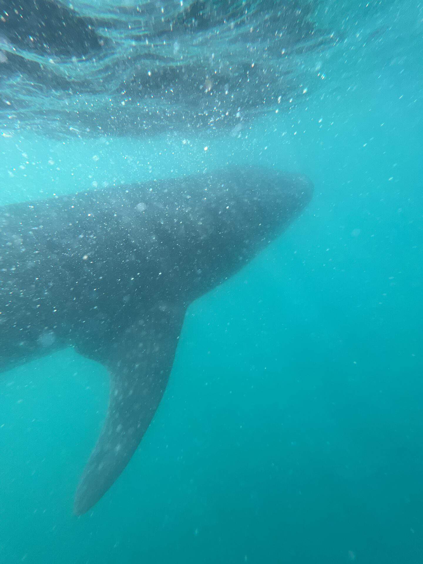 A whale shark in the ocean 