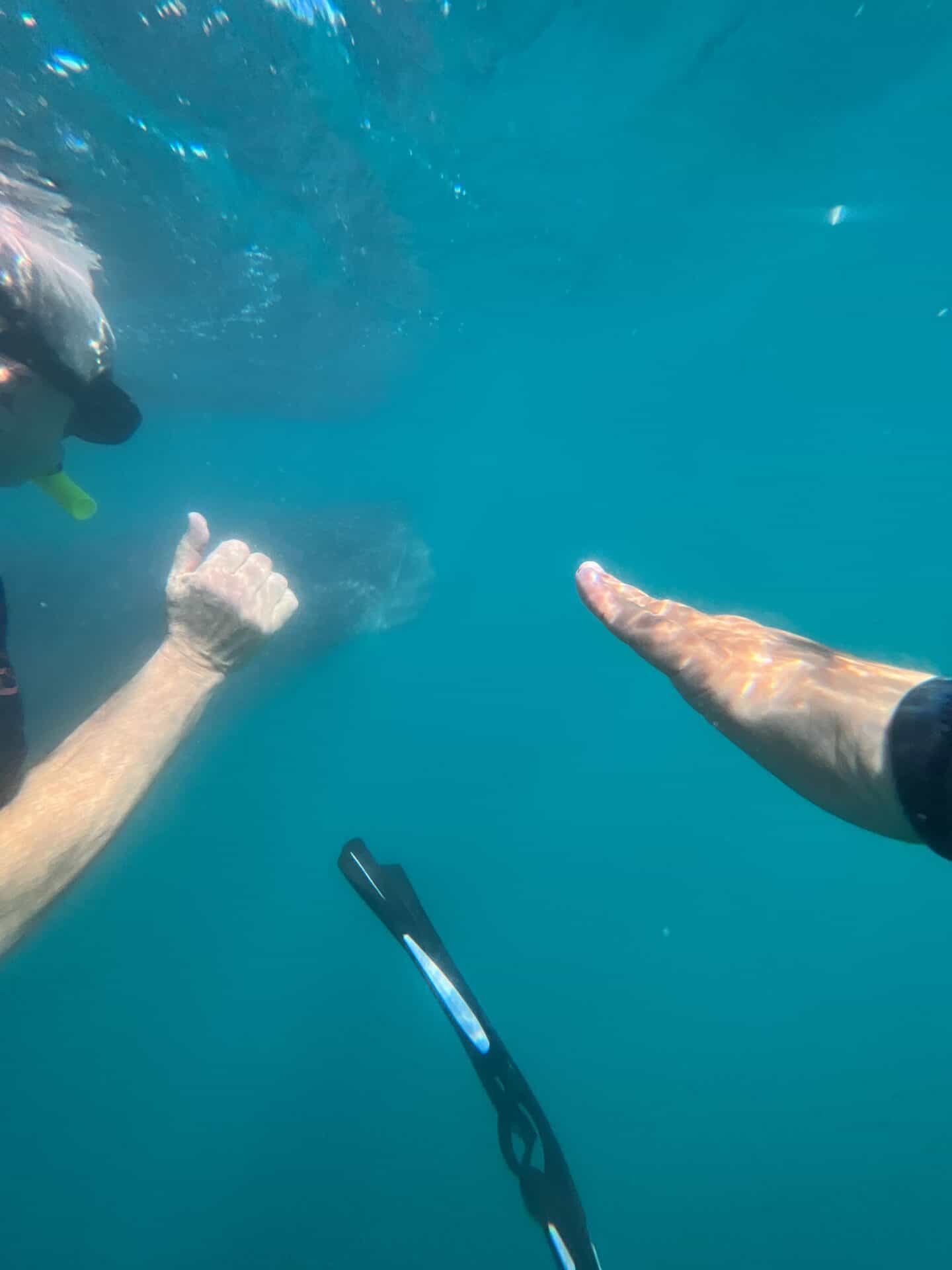 whale shark swimming tour in La Paz Mexico 