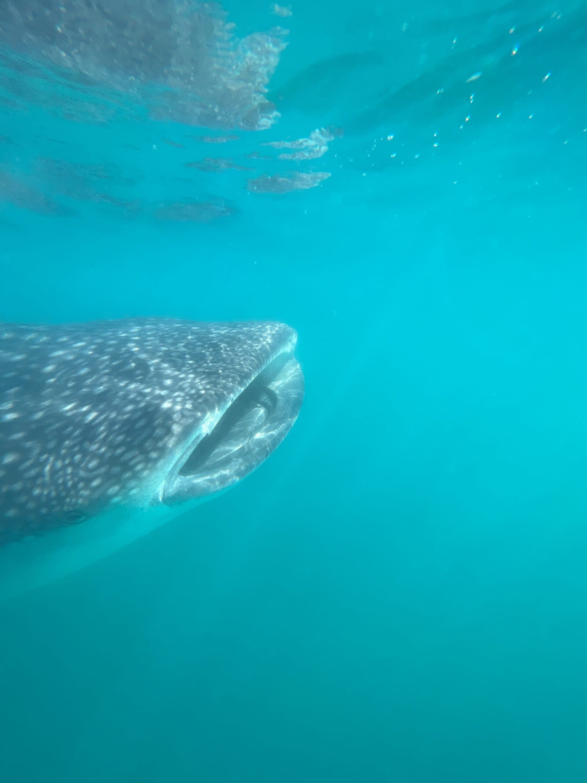 Whale Sharks in La Paz, Mexico: An Unforgettable Adventure