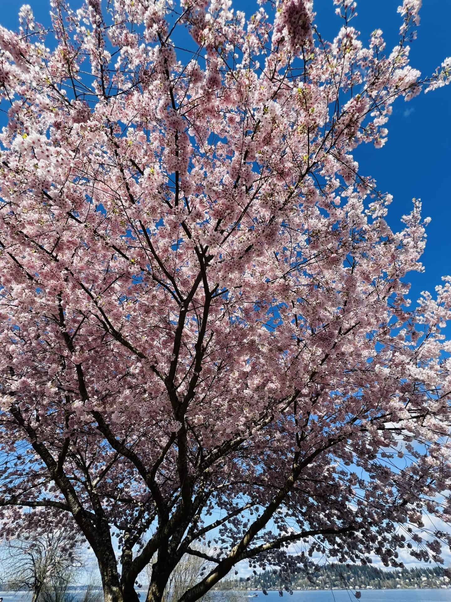 cherry blossom tree in seattle