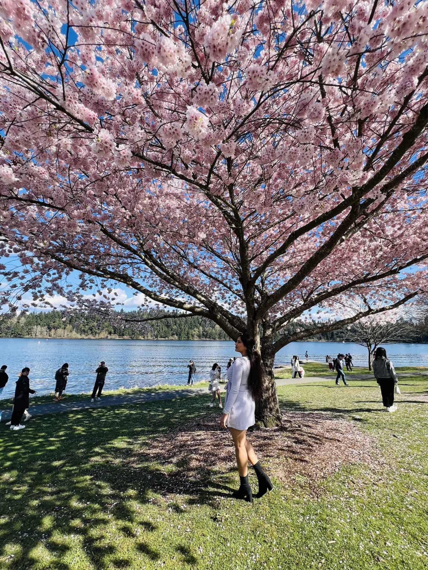 girl under a cherry blossom tree at Ferdinand Street Boat Launch