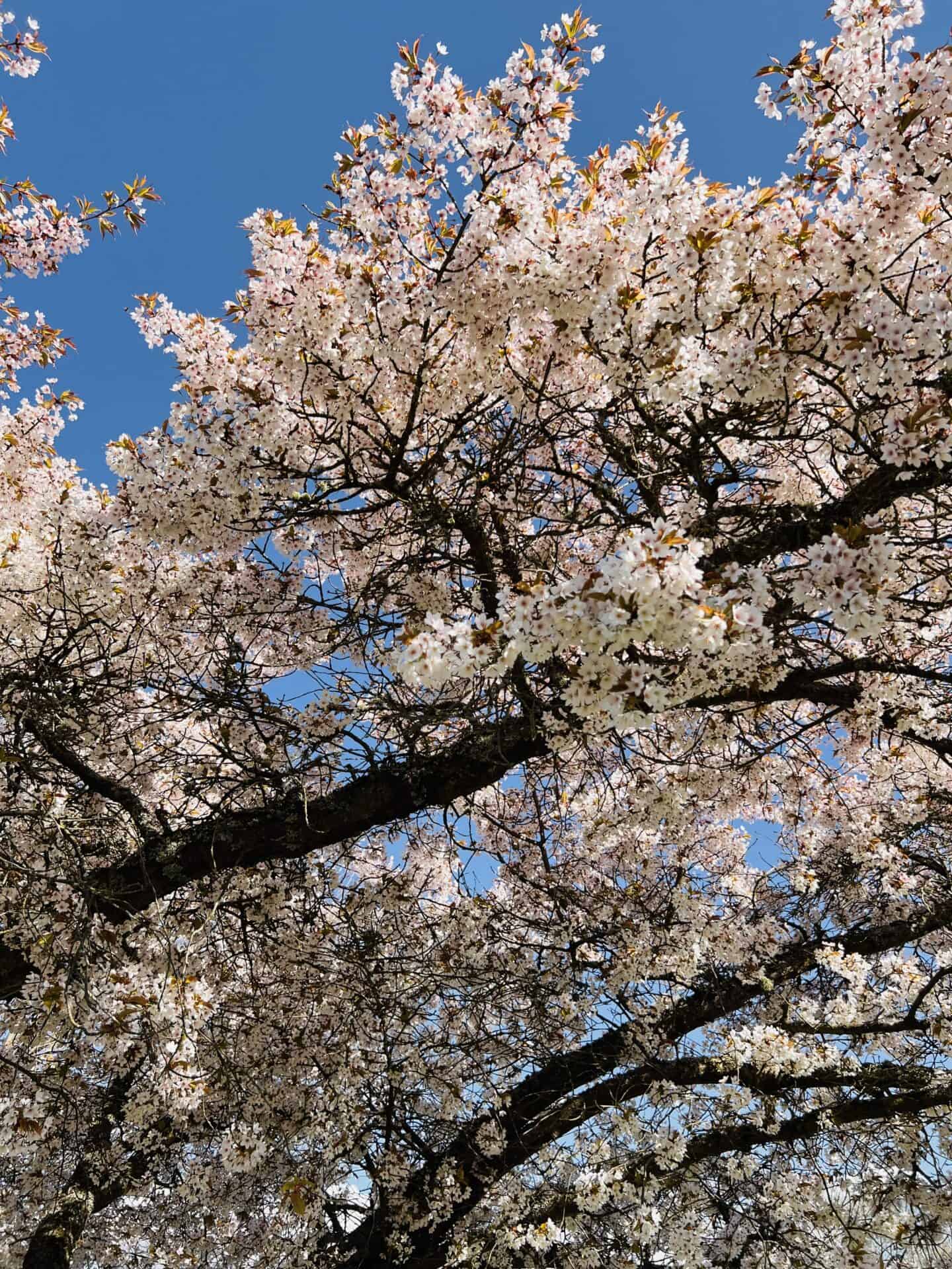 best cherry blossoms Seattle 