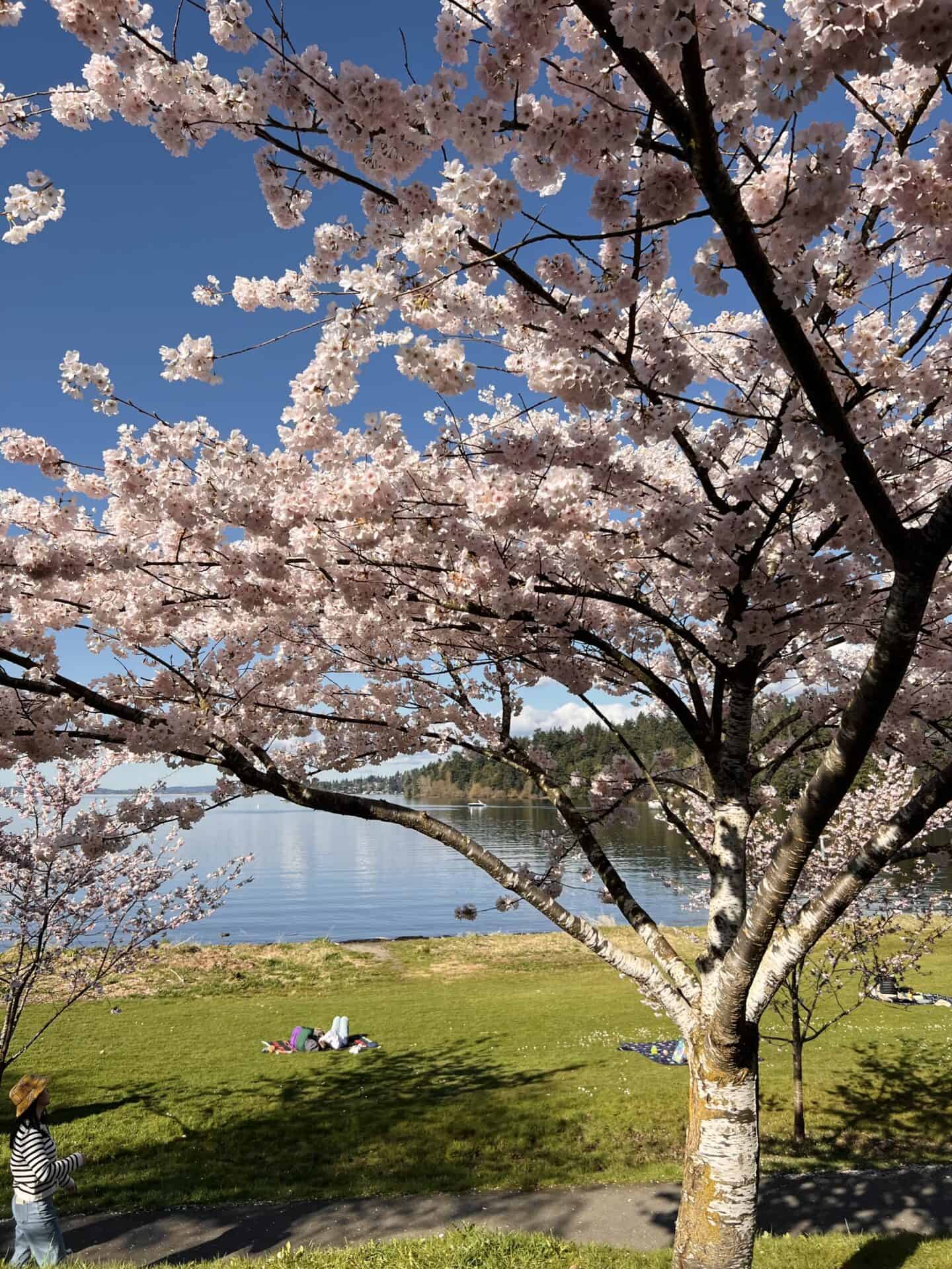 couple laying under a cherry blossom tree at sweard park in seattle 