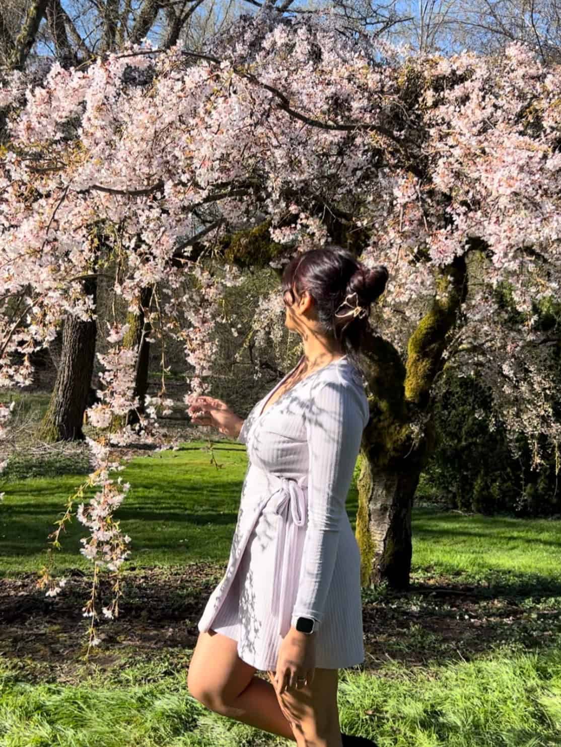 cherry blossom tree at the Washington Park Arboretum