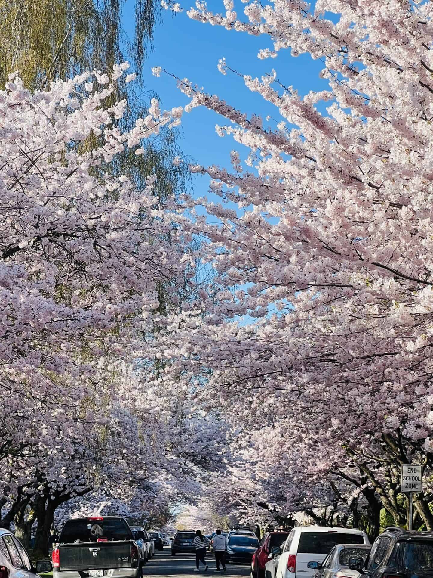 Street in Seattle full of cherry blossom trees 