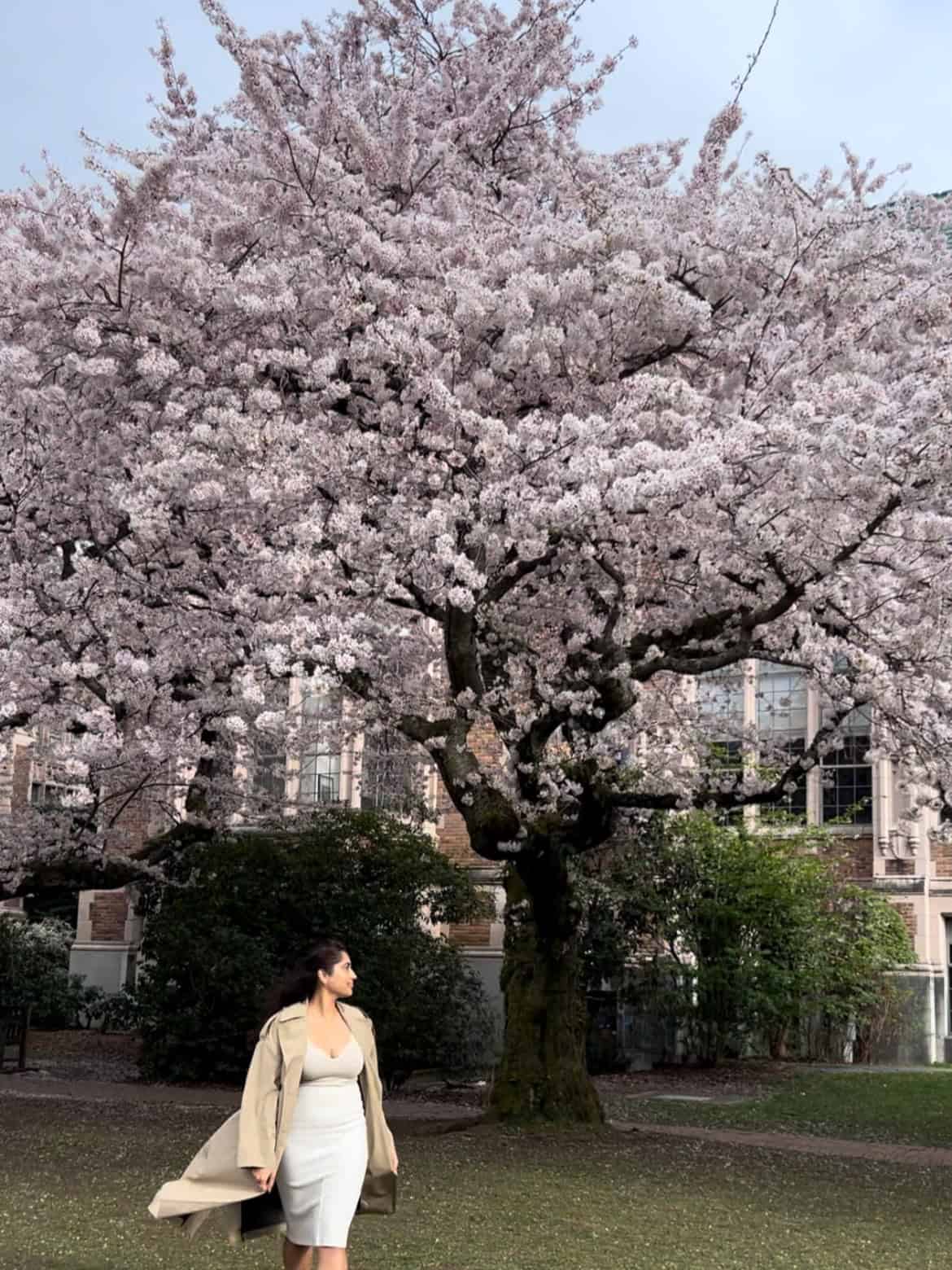 girl under a cherry blossom tree at the University of Washington quad in Seattle 